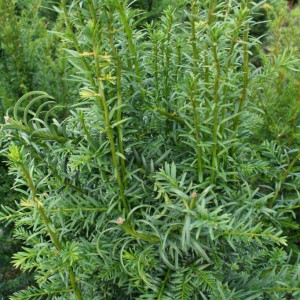 Taxus-bestellen - Taxus bestellen