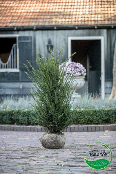Wilt u een taxus in uw tuin plaatsen?
